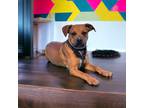 Adopt Marty a Brindle Boxer / Mixed Breed (Medium) / Mixed (short coat) dog in