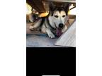 Adopt Jake a Gray/Silver/Salt & Pepper - with White Husky / German Shepherd Dog