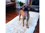 Adopt Chloe a Brindle Boxer / Mixed Breed (Medium) / Mixed (short coat) dog in
