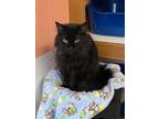 Adopt Mary a Domestic Longhair / Mixed (short coat) cat in Brigham City - Ogden