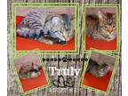Adopt Truly a Gray, Blue or Silver Tabby American Shorthair (short coat) cat in