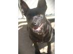 Adopt Bugeern Bug 24 a Shepherd (Unknown Type) / Mixed dog in Brookhaven