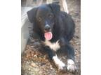 Adopt Curly 23 a Border Collie / Poodle (Standard) / Mixed dog in Brookhaven
