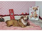 Adopt Maverick a Brown/Chocolate Hound (Unknown Type) / Pointer / Mixed dog in
