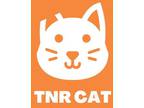 Adopt 55424911 a All Black American Shorthair / Mixed cat in El Paso