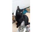 Adopt Rotelle a All Black Domestic Shorthair (medium coat) cat in Shippenville