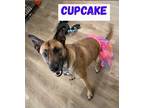 Adopt Cupcake a Red/Golden/Orange/Chestnut - with Black Belgian Malinois / Mixed