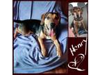 Adopt Henry a Tricolor (Tan/Brown & Black & White) Beagle / Hound (Unknown Type)