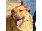Adopt Cooper a Red/Golden/Orange/Chestnut St. Bernard / Labrador Retriever /