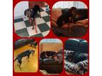 Adopt Todd a Black - with Tan, Yellow or Fawn Black and Tan Coonhound / Labrador