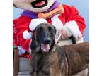 Adopt Sassy* a Brown/Chocolate Belgian Malinois / Mixed dog in El Paso