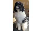 Adopt MICKEY a White - with Black Goldendoodle / Mixed dog in Huntersville
