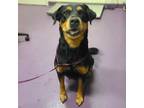 Adopt Bella a Tricolor (Tan/Brown & Black & White) Rottweiler / Labrador