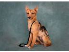 Adopt Talia a Tricolor (Tan/Brown & Black & White) Australian Cattle Dog / Mixed
