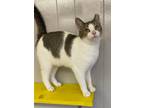 Adopt Pixie a Domestic Shorthair / Mixed (short coat) cat in Portland