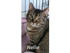 Adopt Nellie a Tiger Striped Domestic Shorthair (short coat) cat in Colfax