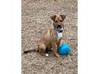 Adopt Maisie a Brown/Chocolate - with White Mountain Cur / Mixed dog in