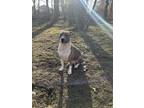 Adopt Gracie a Pit Bull Terrier / Mixed dog in Lebanon, CT (40737413)