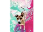 Adopt MIKEY a Tan/Yellow/Fawn - with White American Staffordshire Terrier /
