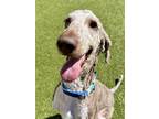 Adopt Champ a Tan/Yellow/Fawn Poodle (Standard) / Terrier (Unknown Type