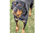Adopt Hans a Black - with Brown, Red, Golden, Orange or Chestnut Rottweiler /