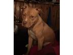 Adopt Jameson a Tan/Yellow/Fawn - with White American Pit Bull Terrier dog in