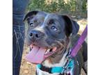 Adopt Pepper Pogo a Black Catahoula Leopard Dog / Terrier (Unknown Type