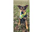 Adopt Java a Brown/Chocolate - with Black Feist / Beagle / Mixed dog in Corning