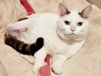 Adopt Gary a White (Mostly) Domestic Shorthair (short coat) cat in E.