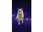 Adopt KODA a White German Shepherd Dog / Mixed dog in Pena Blanca, NM (40878883)