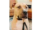Adopt Charlie a Tan/Yellow/Fawn Neapolitan Mastiff / Staffordshire Bull Terrier