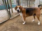 Adopt Gunter a Treeing Walker Coonhound / Mixed dog in Hampton, VA (40768538)