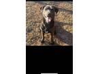 Adopt Griffin a Black Labrador Retriever / Mixed Breed (Medium) dog in Ola