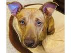 Adopt Dobby a Red/Golden/Orange/Chestnut Pit Bull Terrier / Corgi / Mixed dog in