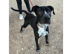 Adopt Baby Blue* a Black Pit Bull Terrier / Mixed dog in El Paso, TX (40688334)