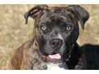 Adopt Jessie a Brindle - with White Boxer / Pit Bull Terrier / Mixed dog in