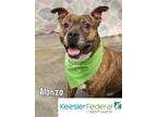 Adopt Alonzo a American Pit Bull Terrier / Mixed dog in Gautier, MS (39364172)