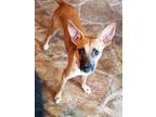 Adopt Bucky a Red/Golden/Orange/Chestnut Feist / Mixed dog in Anderson