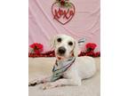 Adopt Jack a White Poodle (Miniature) / Mixed dog in Bodfish, CA (40878421)