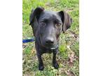 Adopt Dolly a Black Labrador Retriever / German Shepherd Dog / Mixed dog in