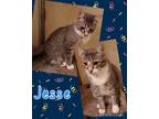 Adopt Jesse a Gray or Blue (Mostly) Domestic Shorthair (short coat) cat in Walla