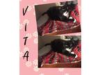 Adopt Vita a Black & White or Tuxedo Domestic Shorthair (short coat) cat in