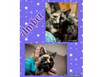 Adopt Amber a Tortoiseshell Domestic Shorthair (short coat) cat in Walla Walla