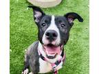 Adopt Aurora a Black Border Terrier / Terrier (Unknown Type