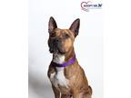 Adopt Dash a Brindle Border Terrier / Terrier (Unknown Type