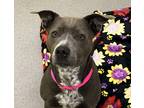 Adopt Roxanne a Gray/Blue/Silver/Salt & Pepper Border Terrier / Terrier (Unknown