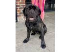 Adopt Munchkin a Brindle Cane Corso / Mixed dog in west hollywood, CA (40877583)