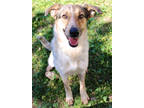 Adopt Halifax K38 12-1-23 a Brindle Australian Cattle Dog / Mixed Breed (Medium)
