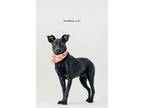 Adopt Debbie a Black Mixed Breed (Medium) / Labrador Retriever / Mixed dog in