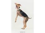 Adopt Jolie a Brown/Chocolate - with Black Shepherd (Unknown Type) / Retriever